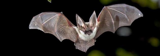 Fledermaus bei Nacht