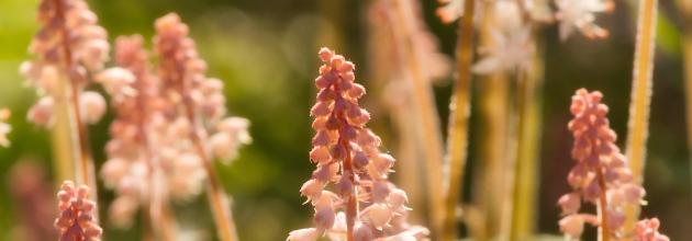 Stauden - eine interessante Pflanzengattung