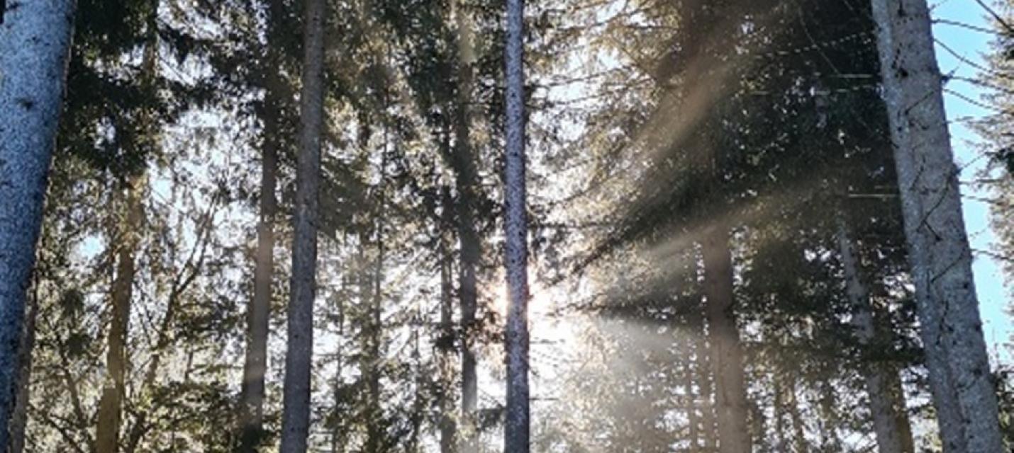 Bergwald in Schwarzenberg