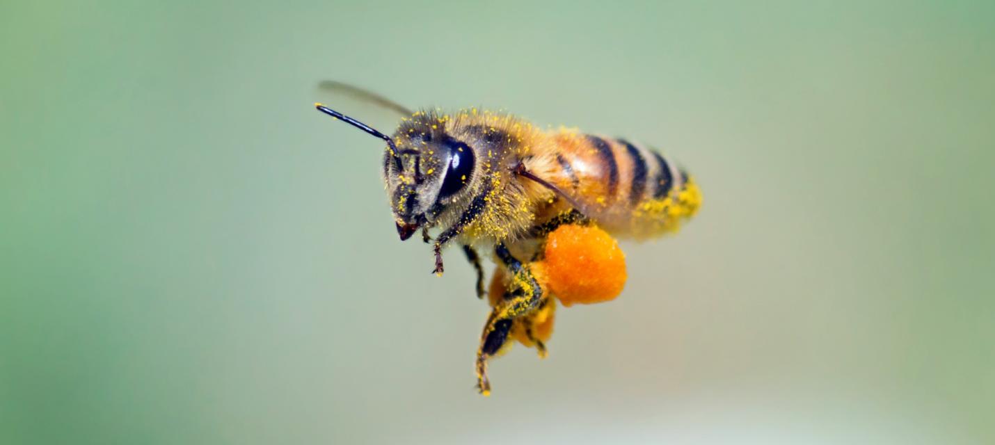 Bienenstock- Luftinhallation