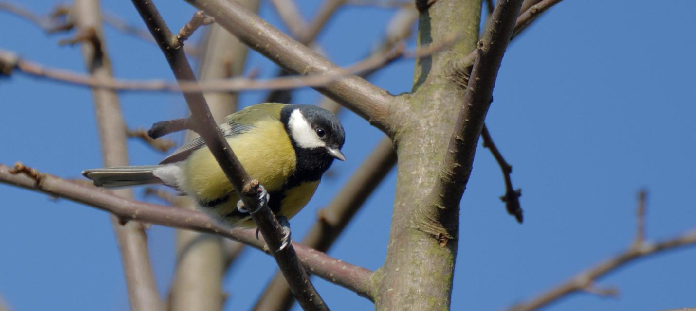 Kohlmeise im Frühling