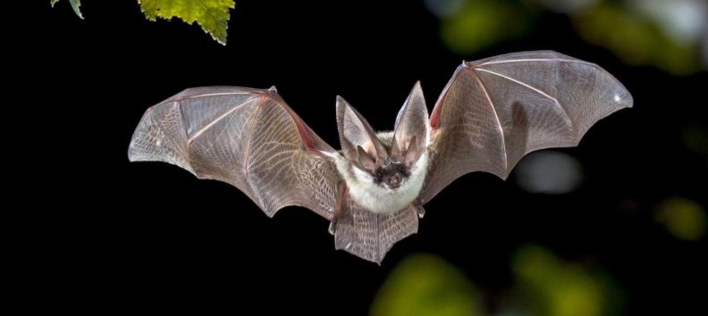 Fledermaus bei Nacht