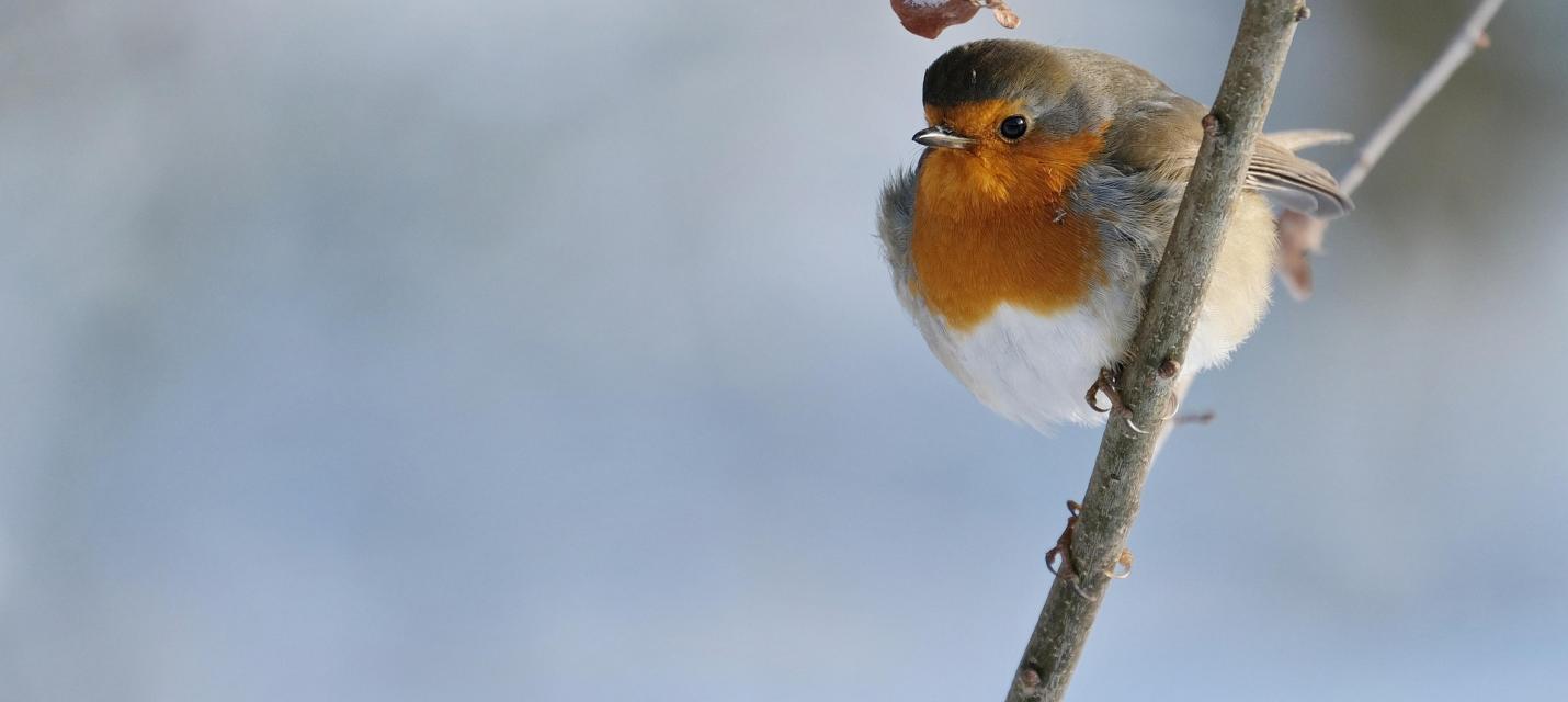 Rotkehlchen im Frühling