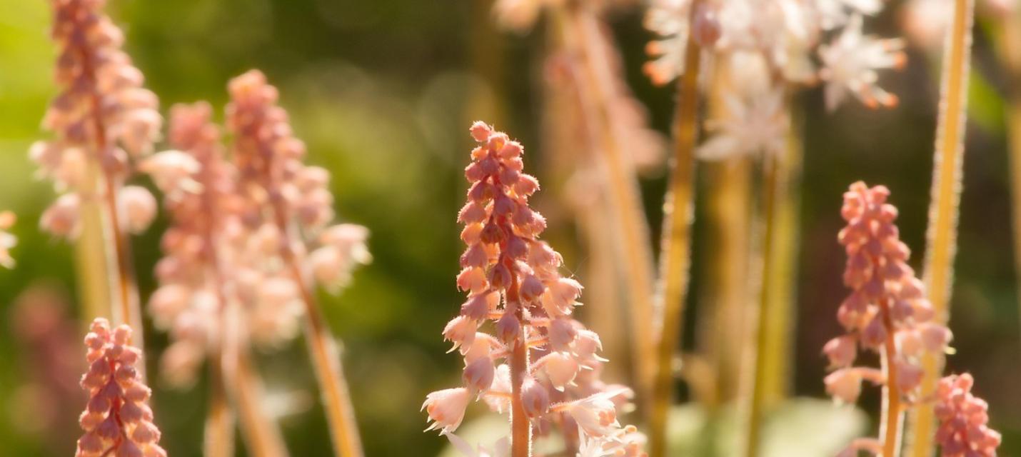 Stauden - eine interessante Pflanzengattung