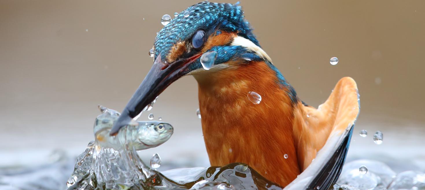 Eisvogel beim Beutefang