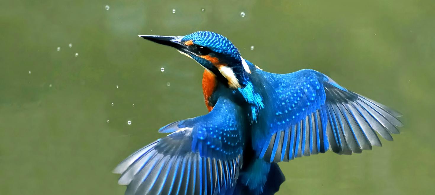 Eisvogel im Schwebflug